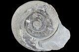 Jurassic Ammonite (Hildoceras) Pos/Neg - England #85254-1